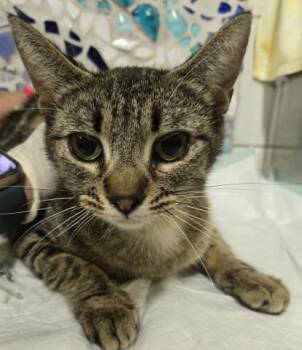 Domestic Short Hair Cats Available for Adoption in Pensacola, Florida - ESME | PetCurious