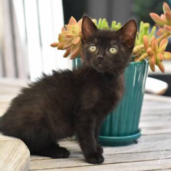 Domestic Short Hair Cats Available for Adoption in Conroe, Texas - Pumpkin | PetCurious