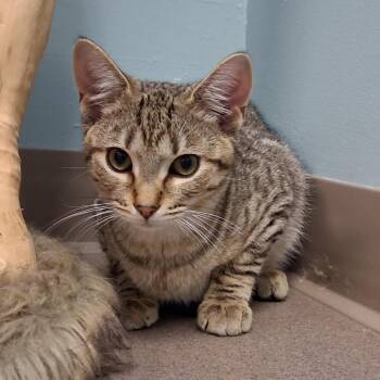 Spidey -  Domestic Short Hair Cat for Adoption in Middlebury, Vermont - Spidey | PetCurious