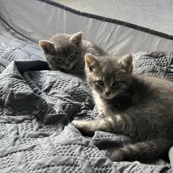 Tango Ramishvili -  Domestic Short Hair Cat for Adoption in Merrifield, Virginia - Tango Ramishvili | PetCurious