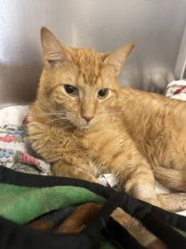 Tiny -  Domestic Short Hair Cat for Adoption in Salem, New Hampshire - Tiny | PetCurious