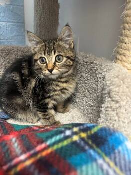 Rescue Domestic Short Hair Cats for Adoption in Brookings, Oregon - Star | PetCurious