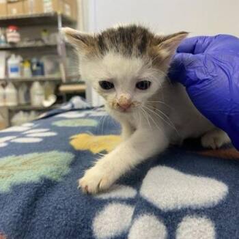 Helmet -  Domestic Short Hair and Mixed Breed Cat for Adoption in Spruce Pine, North Carolina - Helmet | PetCurious