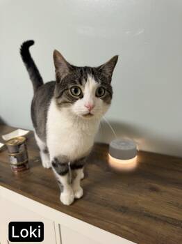 Rescue Domestic Short Hair Cats for Adoption in Suffolk, Virginia - Loki | PetCurious