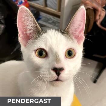 Rescue Domestic Short Hair Cats for Adoption in Toronto, Ontario - Pendergast | PetCurious