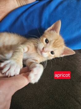 Rescue Domestic Short Hair Cats for Adoption in New Bern, North Carolina - APRICOT Kitten | PetCurious