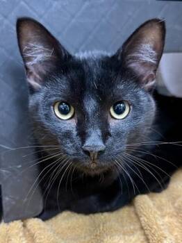 Hot Dog -  Domestic Short Hair Cat for Adoption in Wichita, Kansas - Hot Dog | PetCurious