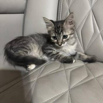 Penne -  Domestic Short Hair Cat for Adoption in Houston, Texas - Penne | PetCurious