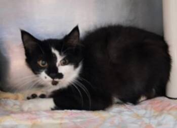 Yin -  Domestic Medium Hair Cat for Adoption in Marshall, North Carolina - Yin | PetCurious