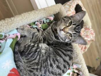 Lynn -  Domestic Short Hair Cat for Adoption in Medina, Ohio - Lynn | PetCurious