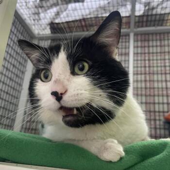 Domestic Short Hair Cats Available for Adoption in Chicago, Illinois - Krispy Kreme | PetCurious