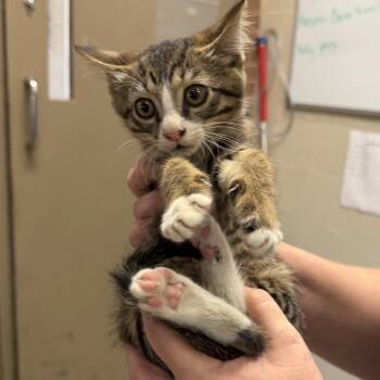 Haven -  Domestic Short Hair Cat for Adoption in Birmingham, Alabama - Haven | PetCurious
