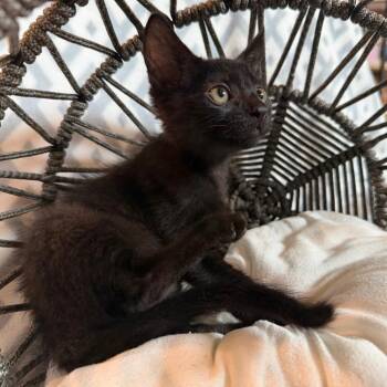 Spunky -  Domestic Short Hair Cat for Adoption in Lewisville, Texas - Spunky | PetCurious