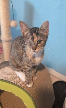 Champagne -  Domestic Short Hair Cat for Adoption in San Antonio, Texas - Champagne | PetCurious