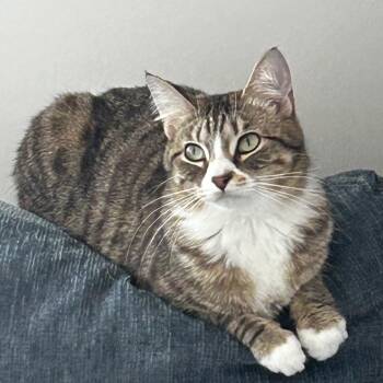 Domestic Short Hair Cats Available for Adoption in Falls Church, Virginia - H&C: Clementine | PetCurious