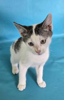 Wiggles -  Domestic Short Hair Cat for Adoption in Morton Grove, Illinois - Wiggles | PetCurious