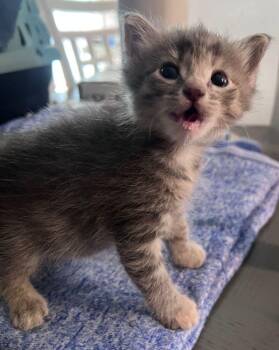 Lottie -  Domestic Short Hair Cat for Adoption in Mcpherson, Kansas - Lottie | PetCurious