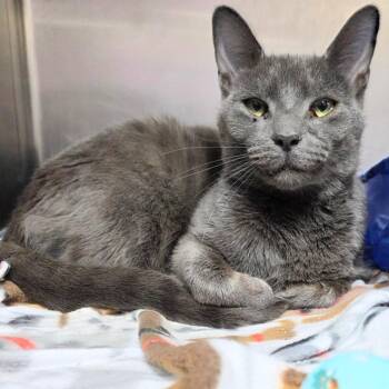 Domestic Short Hair Cats Available for Adoption in New Cumberland, West Virginia - Gus | PetCurious