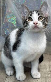 Pawticia -  Domestic Short Hair Cat for Adoption in Shreveport, Louisiana - Pawticia | PetCurious