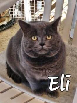 Domestic Short Hair Cats Available for Adoption - Eli | PetCurious
