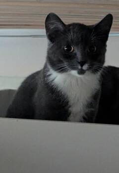 Helen -  Domestic Short Hair Cat for Adoption in Toronto, Ontario - Helen | PetCurious