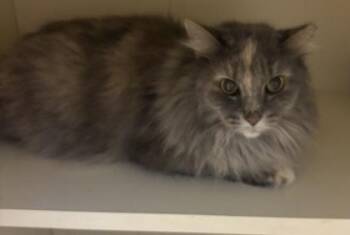 Minerva McGonagall -  Domestic Long Hair and Domestic Short Hair Cat for Adoption in Chamblee, Georgia - Minerva McGonagall | PetCurious
