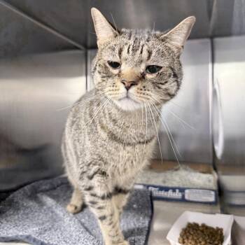 Domestic Short Hair Cats Available for Adoption in New York, New York - Jake | PetCurious