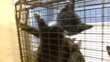 SPOT -  Domestic Short Hair Cat for Adoption in Doral, Florida - SPOT | PetCurious