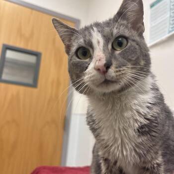 Domestic Short Hair Cats Available for Adoption in Philadelphia, Pennsylvania - Jeremy | PetCurious