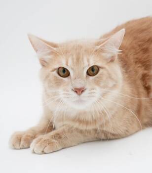 Maine Coon and Tabby Cats Available for Adoption - Scooter Is A Sweetie Sweetie Sweetie! BONDED WITH SKIPPER! CURLY | PetCurious