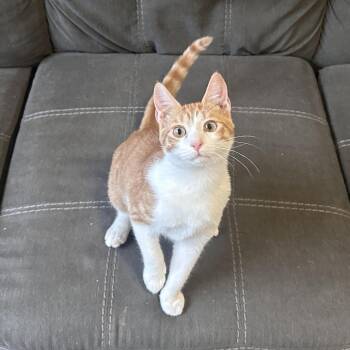 Cairo -  Domestic Short Hair Cat for Adoption in NEW PT RICHEY, Florida - Cairo | PetCurious