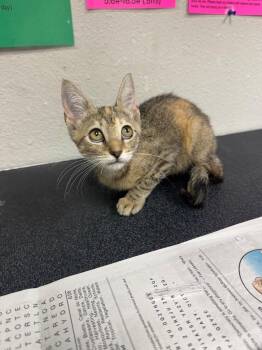 26-0902C -  Domestic Medium Hair Cat for Adoption in Sorrento, Louisiana - 26-0902C | PetCurious
