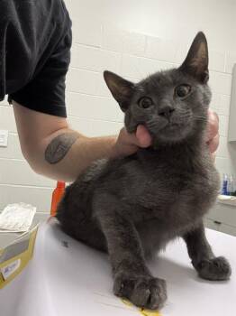 MR. M -  Domestic Short Hair Cat for Adoption in Indianapolis, Indiana - MR. M | PetCurious