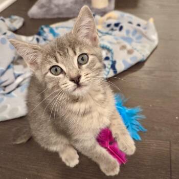 Tabby and Manx Cats Available for Adoption in Knoxville, Tennessee - Lima | PetCurious