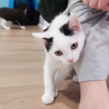 Rescue Domestic Short Hair Cats for Adoption in Portage, Michigan - Boyd | PetCurious