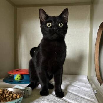 Pine -  Domestic Short Hair Cat for Adoption in Glenwood Springs, Colorado - Pine | PetCurious