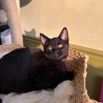 Newton -  Domestic Short Hair Cat for Adoption in Bloomington, Illinois - Newton | PetCurious