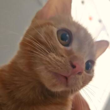 Madeline the Magnificent -  Domestic Short Hair Cat for Adoption in Boerne, Texas - Madeline The Magnificent | PetCurious