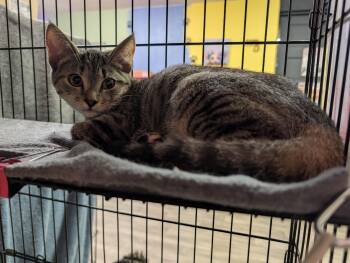 Monday -  Domestic Short Hair Cat for Adoption in Rocky Ridge, Maryland - Monday | PetCurious