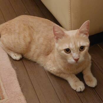 Egyptian Mau and British Shorthair Cats Available for Adoption in Brampton, Ontario - Ginger | PetCurious