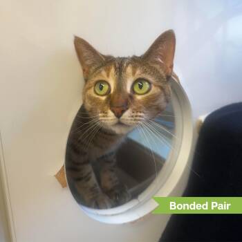 Cinnamon (bonded with Biscuit) -  Domestic Short Hair Cat for Adoption in Reisterstown, Maryland - Cinnamon (bonded With Biscuit) | PetCurious