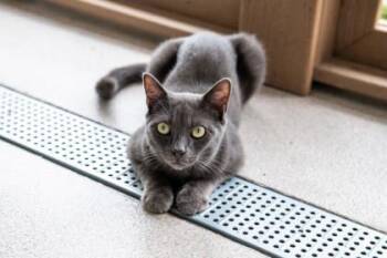 Leodis -  Domestic Short Hair Cat for Adoption in East Amwell Township, New Jersey - Leodis | PetCurious