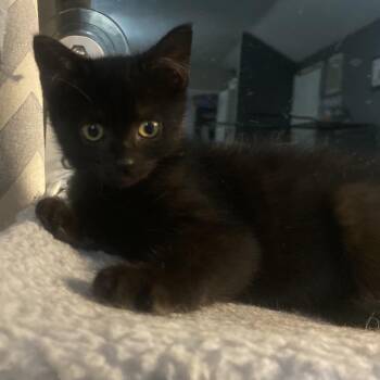 Fletchling -  Domestic Medium Hair Cat for Adoption in Fredericksburg, Virginia - Fletchling | PetCurious