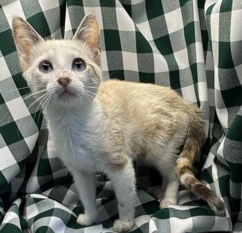 Marula -  Siamese and Domestic Short Hair Cat for Adoption in San Diego, California - Marula | PetCurious