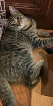 Domestic Short Hair Cats Available for Adoption - Griselda | PetCurious