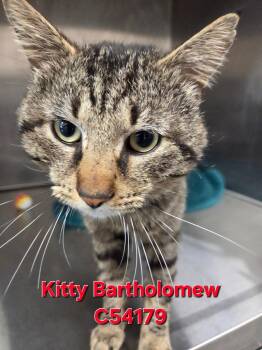 Domestic Short Hair Cats Available for Adoption in Clarksville, Tennessee - Kitty Bartholomew | PetCurious