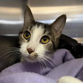 Domestic Short Hair Cats Available for Adoption - Daphne | PetCurious