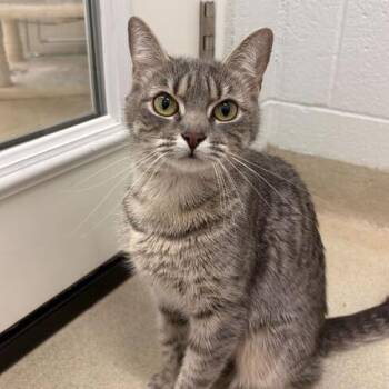 Denali -  Domestic Short Hair Cat Available for Adoption in Marshall, Virginia - Denali | PetCurious