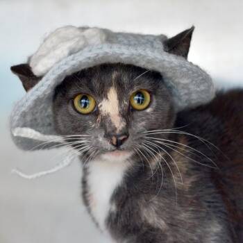 Rescue Domestic Short Hair Cats for Adoption in Sanford, Florida - Jackie | PetCurious