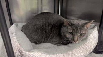 Max - Laurens Rd. Adoption Center -  Domestic Medium Hair Cat Available for Adoption in Greenville, South Carolina - Max - Laurens Rd. Adoption Center | PetCurious